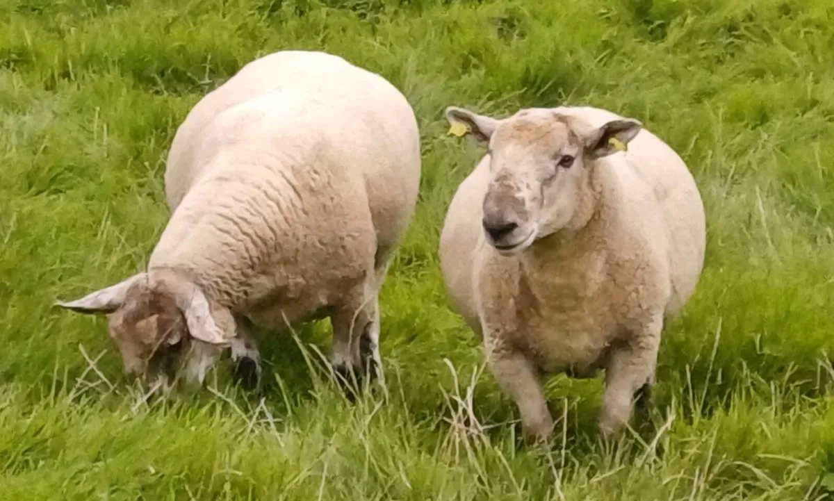 Hogget rams for sale - Image 3