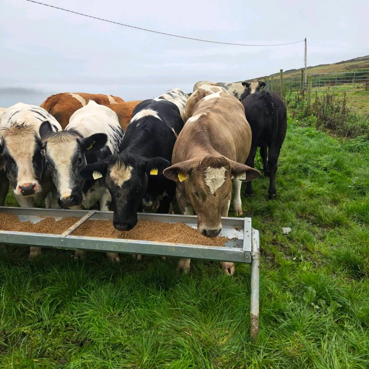 Heifers suitable for breeding - Image 1