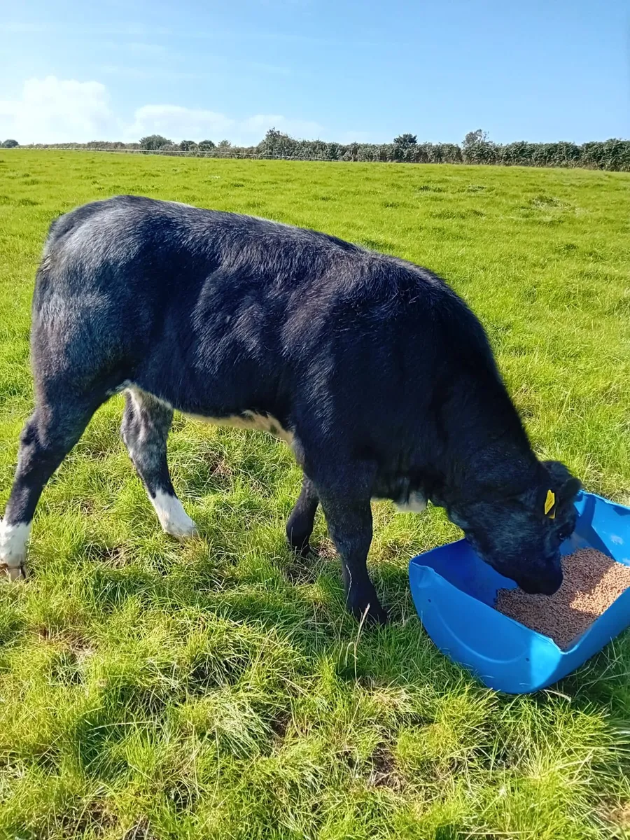 Weanling Suckler Heifers - Image 1
