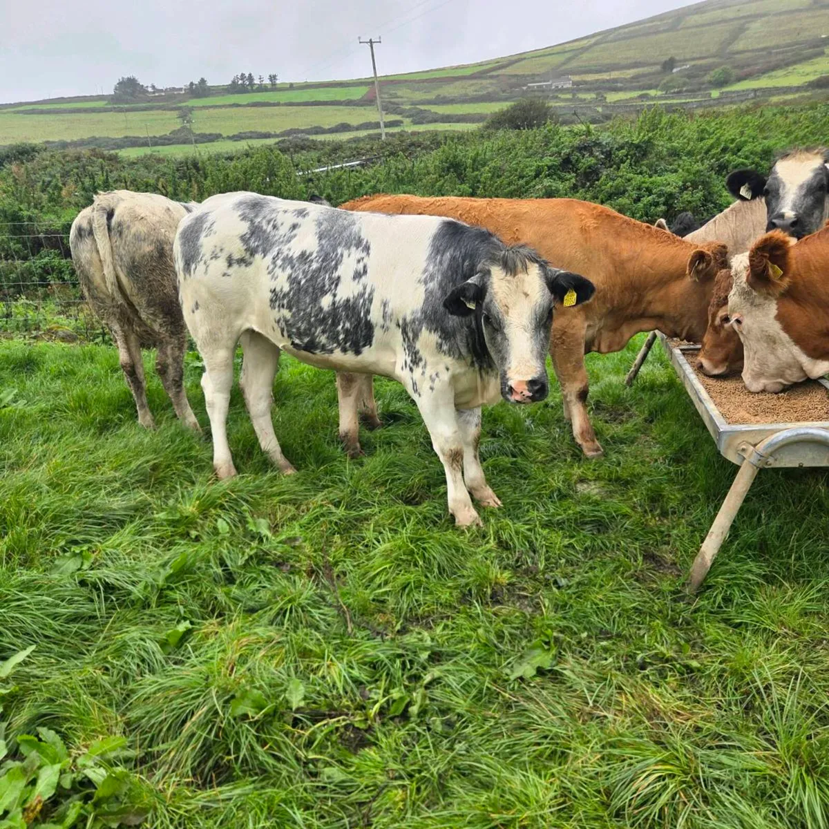 Heifers suitable for breeding - Image 2
