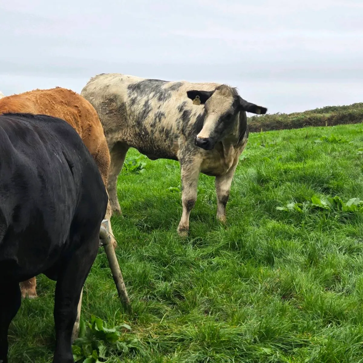 Heifers suitable for breeding - Image 3
