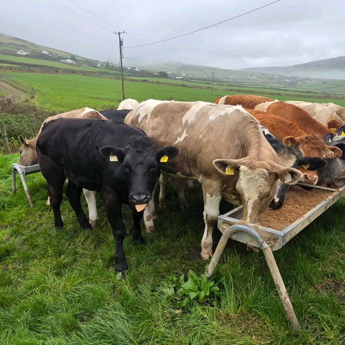 Heifers suitable for breeding - Image 4