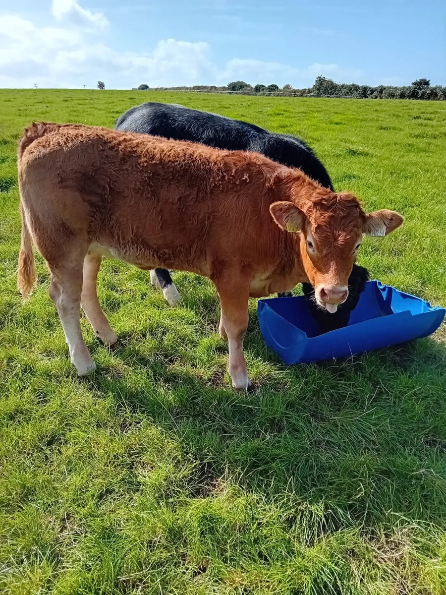 Weanling Suckler Heifers - Image 4