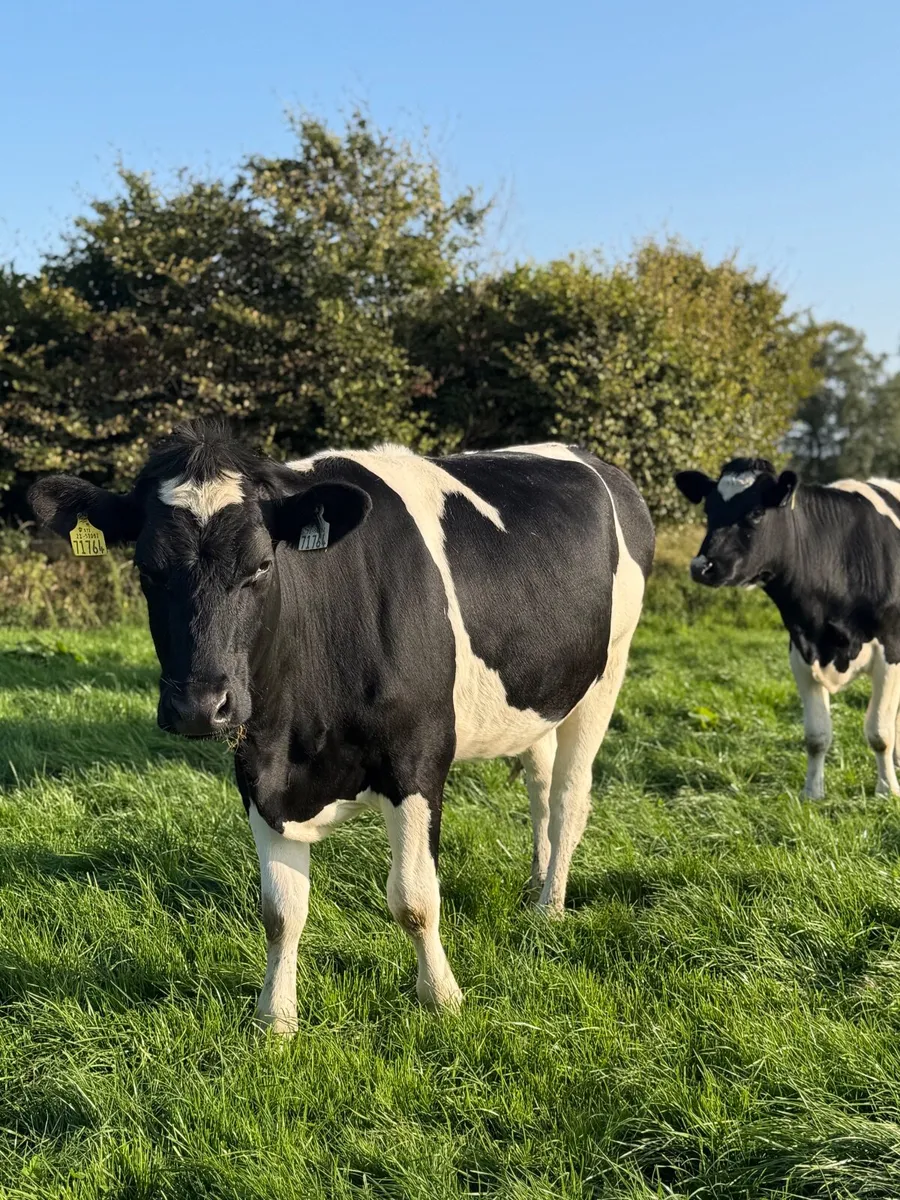 6 Pedigree In-Calf Heifers, High Protein Dams***** - Image 3
