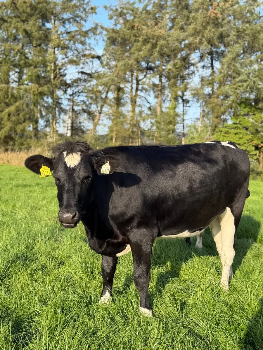 6 Pedigree In-Calf Heifers, High Protein Dams***** - Image 4