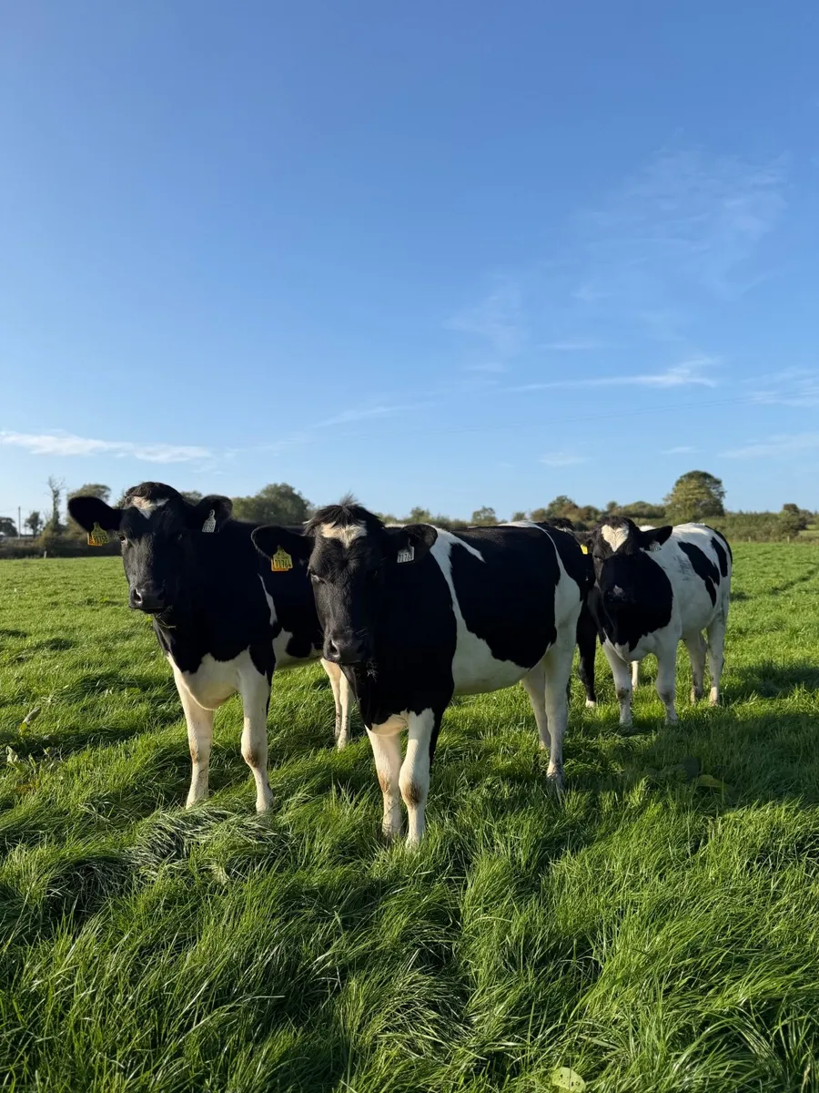 6 Pedigree In-Calf Heifers, High Protein Dams***** - Image 1