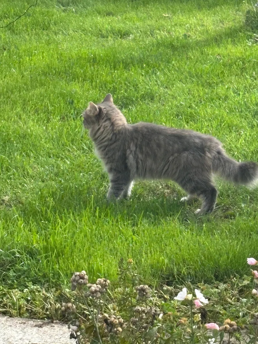 Free Purebred Cat - Image 2