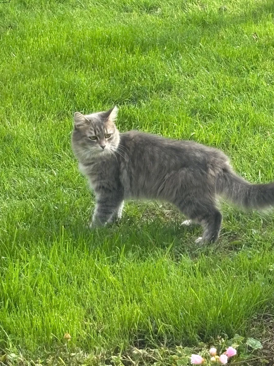 Free Purebred Cat - Image 1