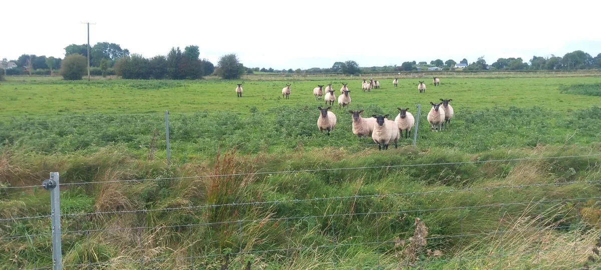 suffolk cross hoggets - Image 2