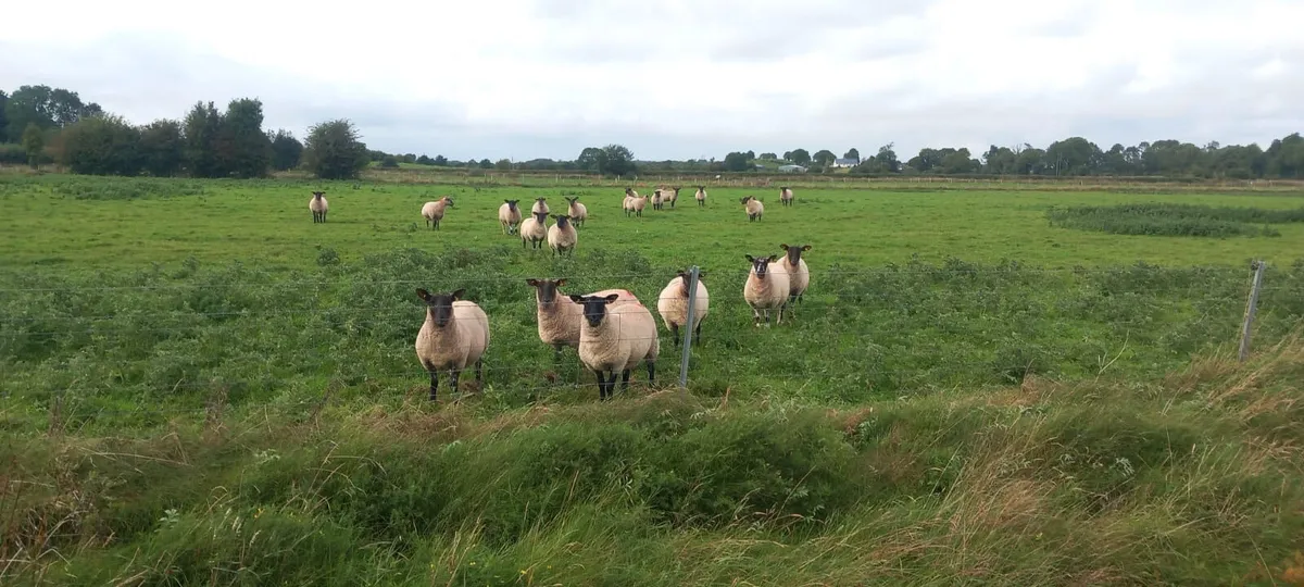 suffolk cross hoggets - Image 1