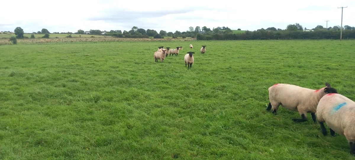 suffolk cross hoggets - Image 4