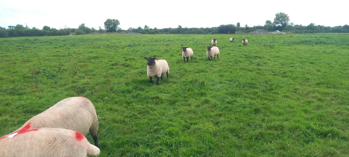 suffolk cross hoggets - Image 3