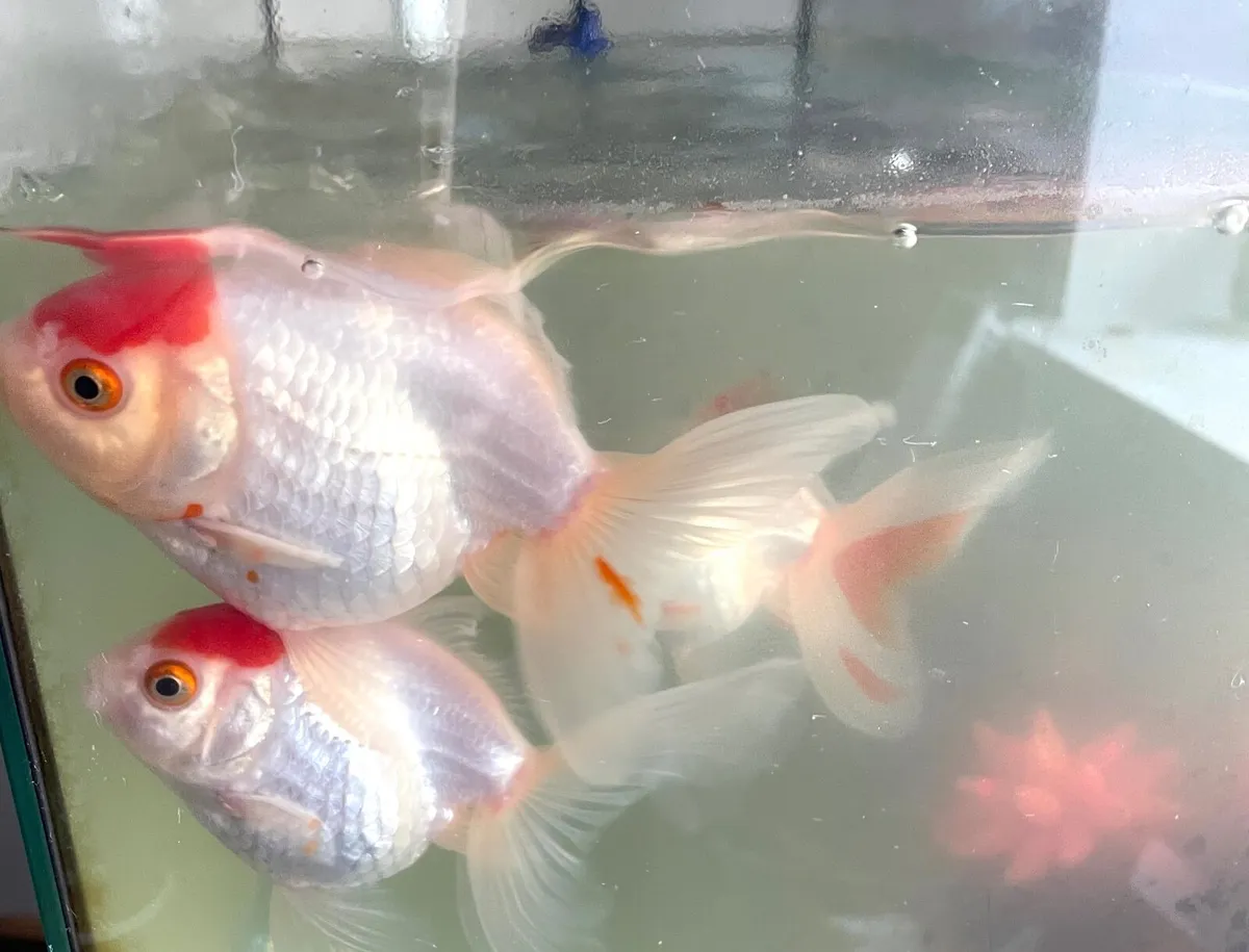 Red Cap Goldfish - Image 1