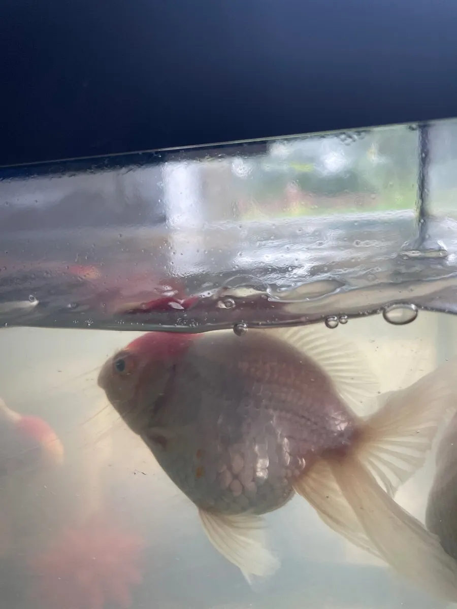 Red Cap Goldfish - Image 2