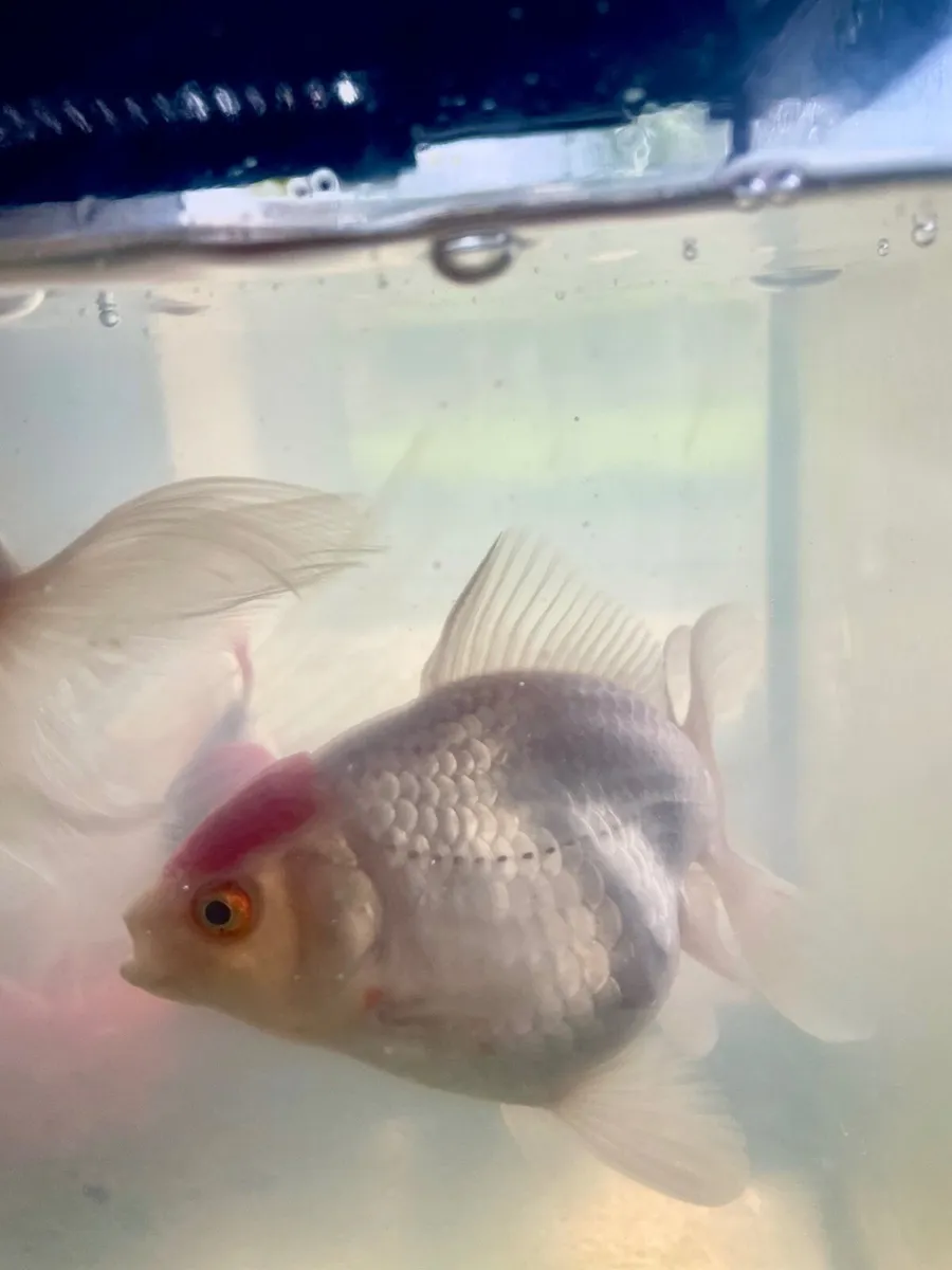 Red Cap Goldfish - Image 3