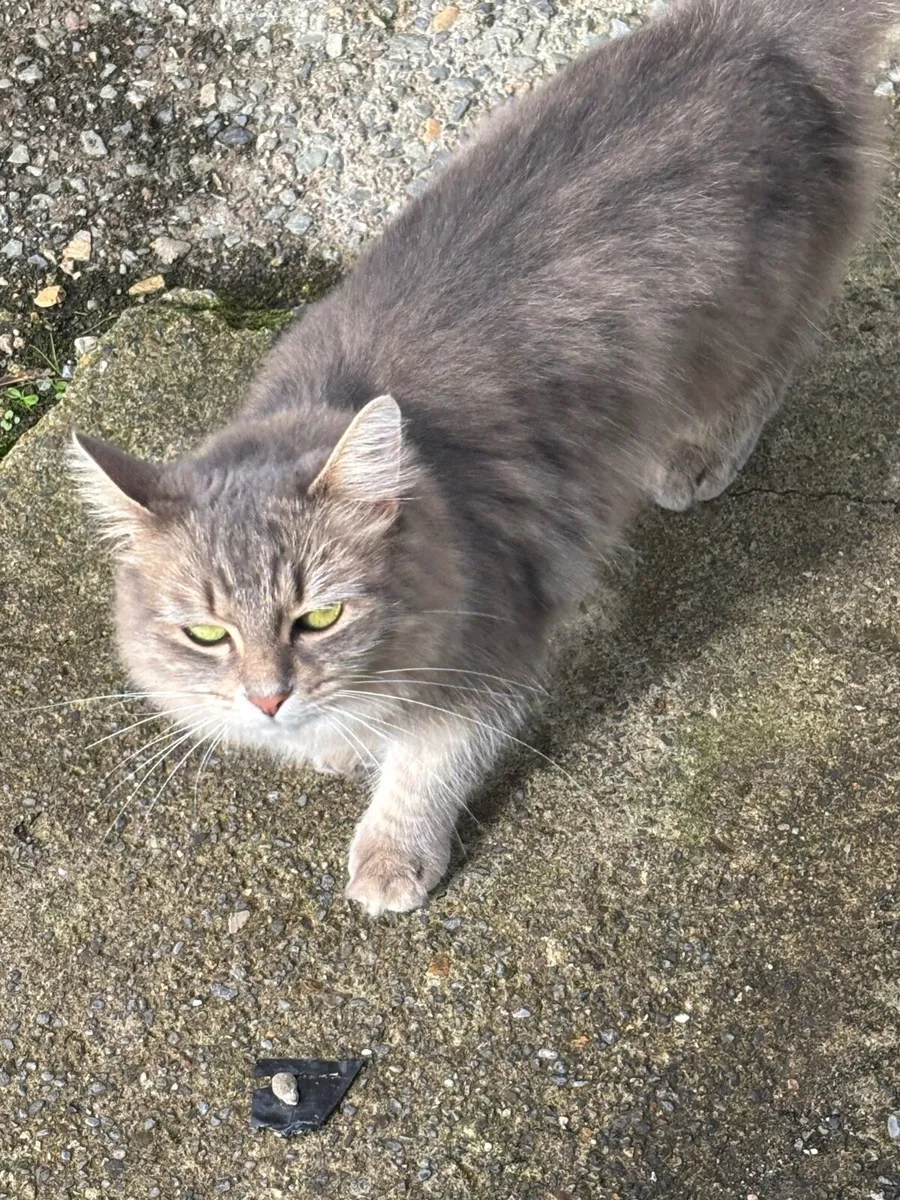 Free Purebred Cat - Image 3
