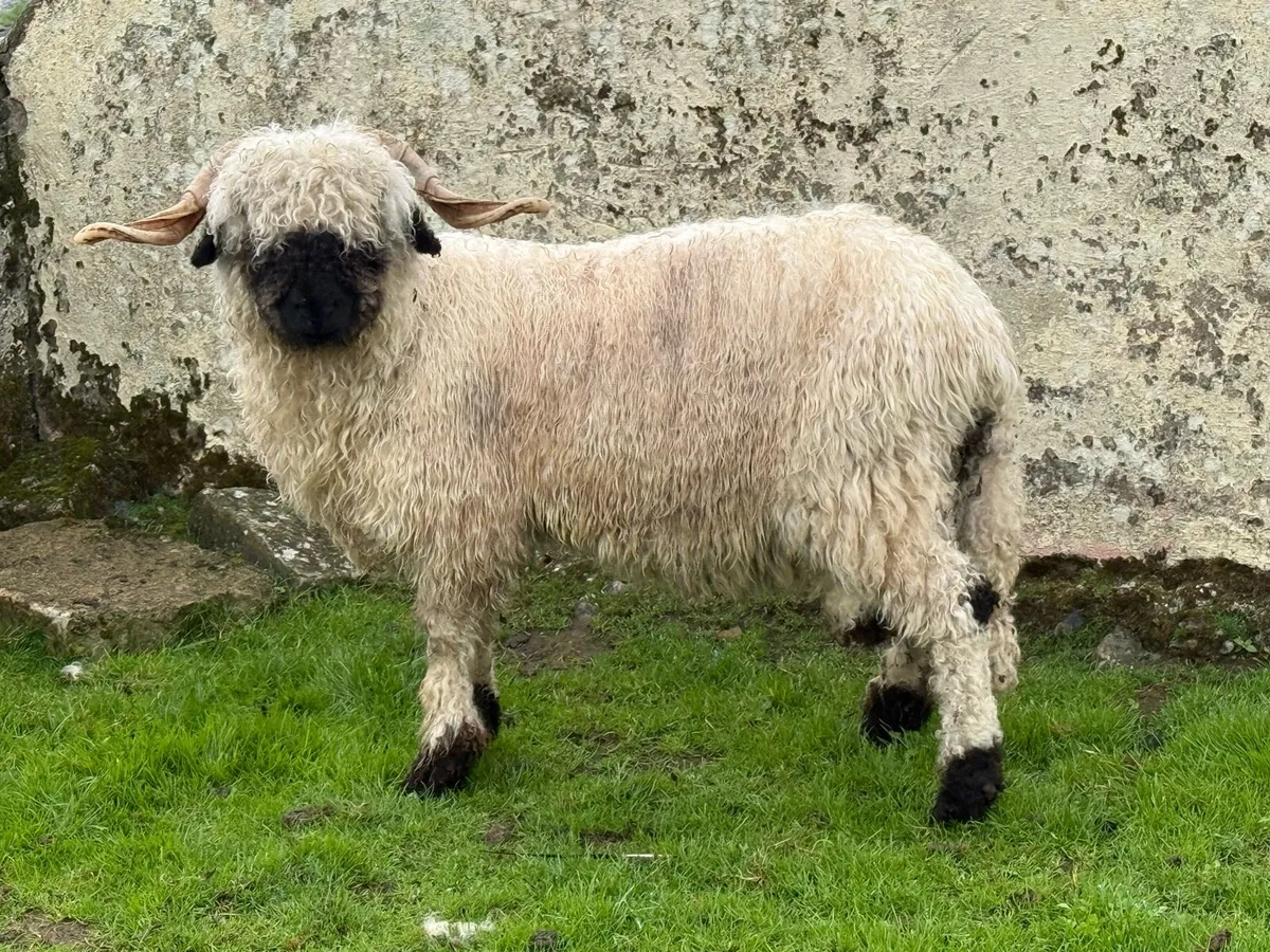 💫PBNR Valais Blacknose Hogget Ram 💫 - Image 1