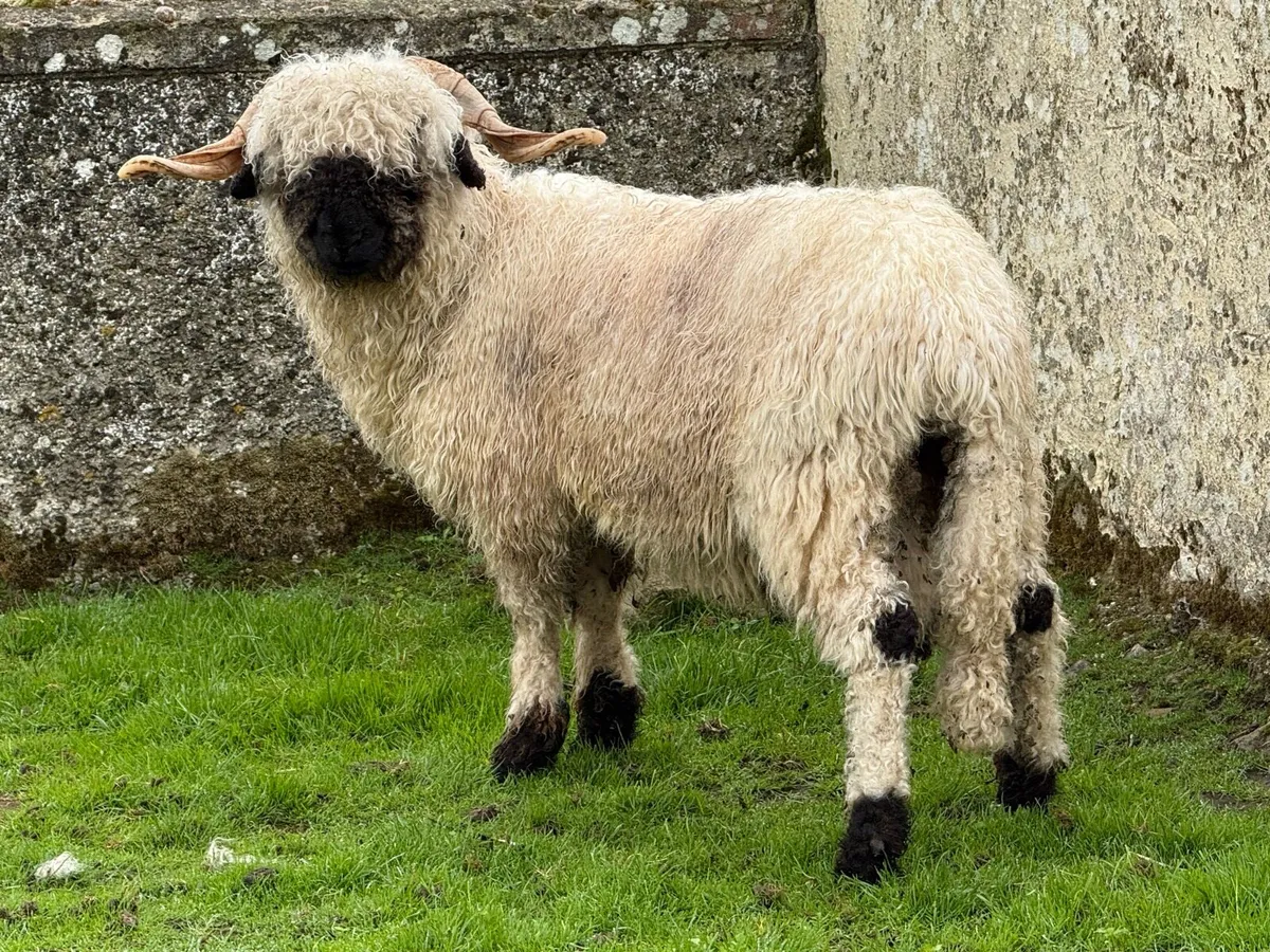💫PBNR Valais Blacknose Hogget Ram 💫 - Image 2