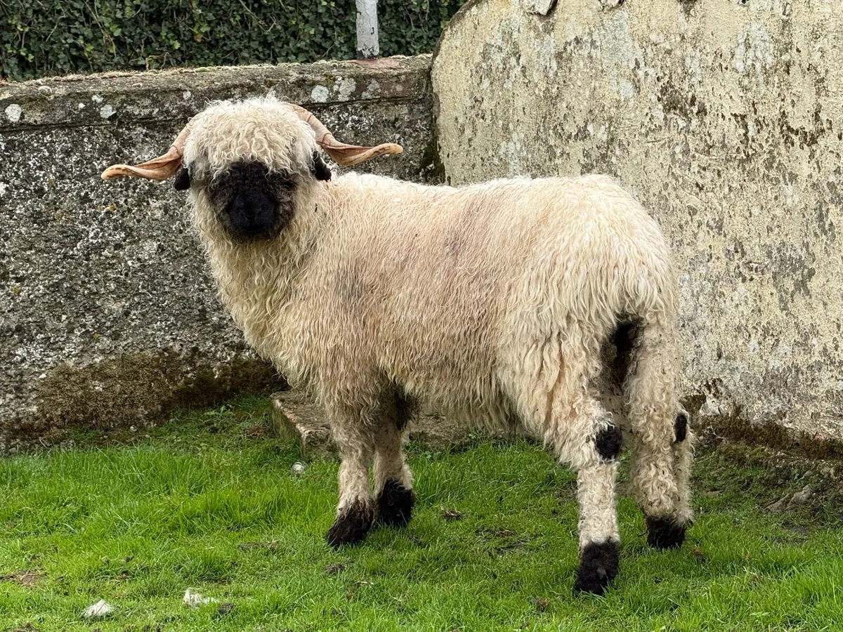 💫PBNR Valais Blacknose Hogget Ram 💫 - Image 3