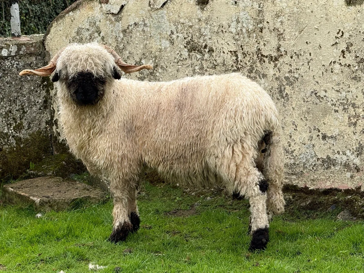 💫PBNR Valais Blacknose Hogget Ram 💫 - Image 4