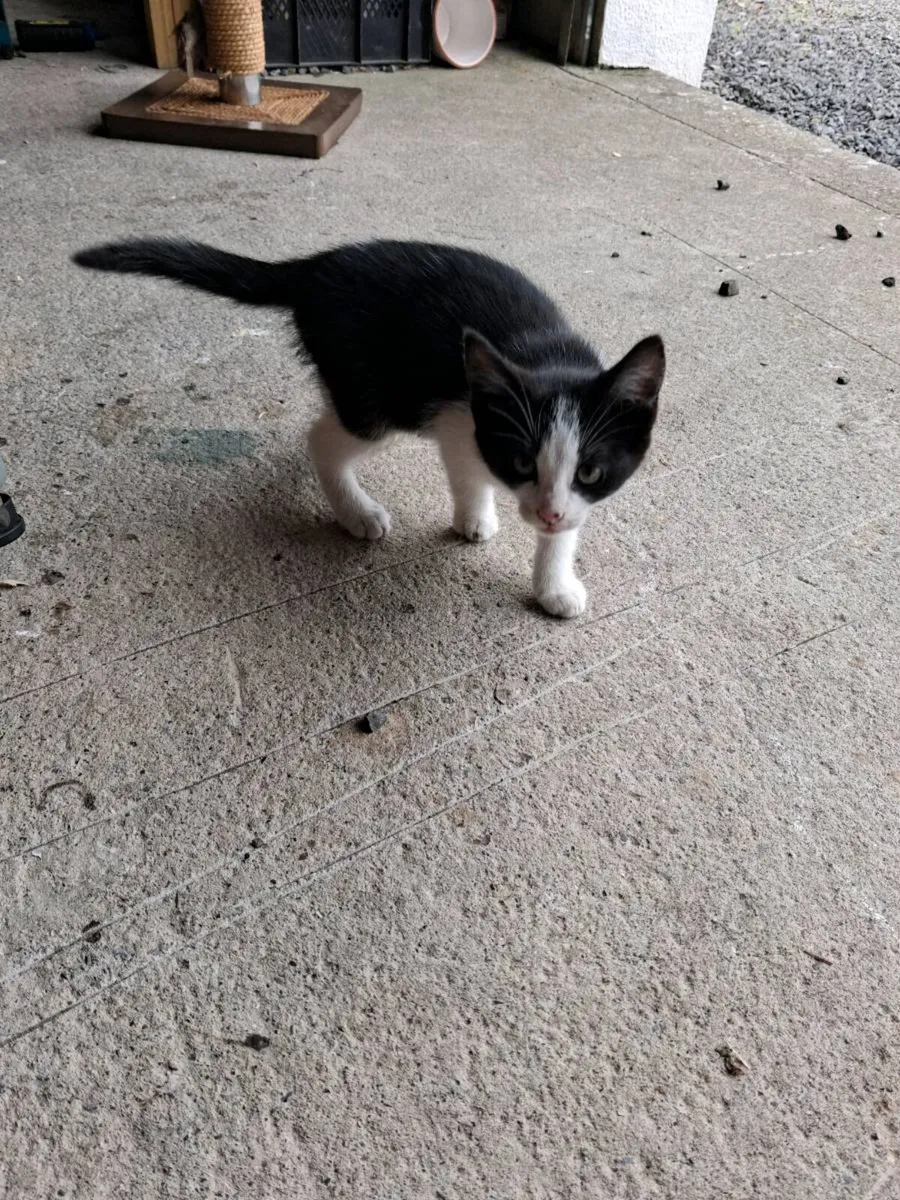 1 kitten left - Image 3