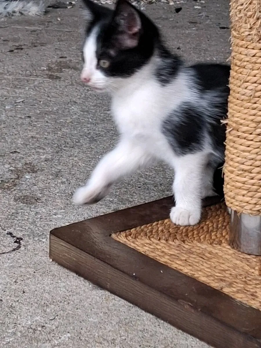 1 kitten left - Image 4
