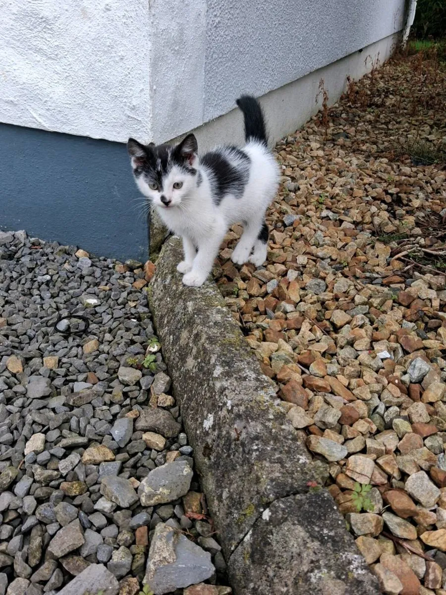 2 kittens - Image 1