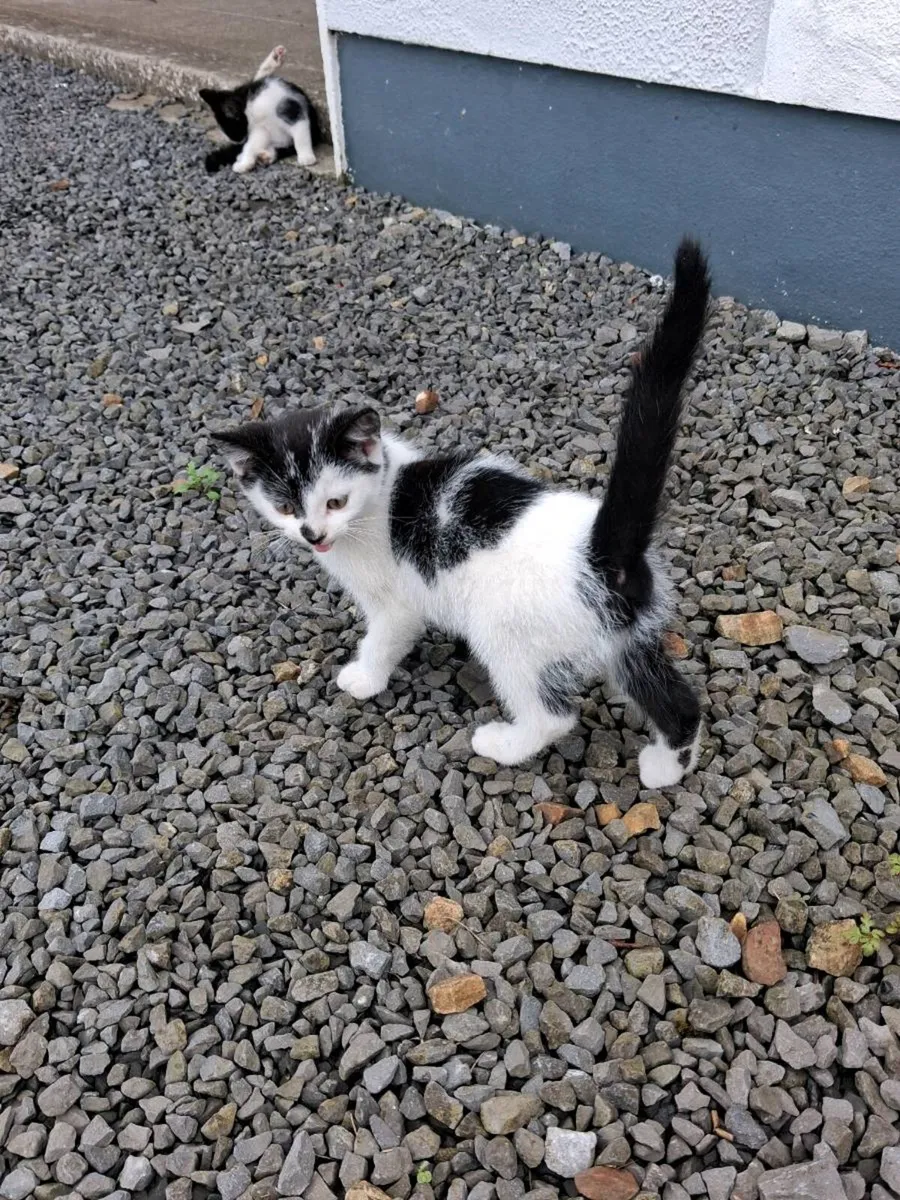 2 kittens - Image 2