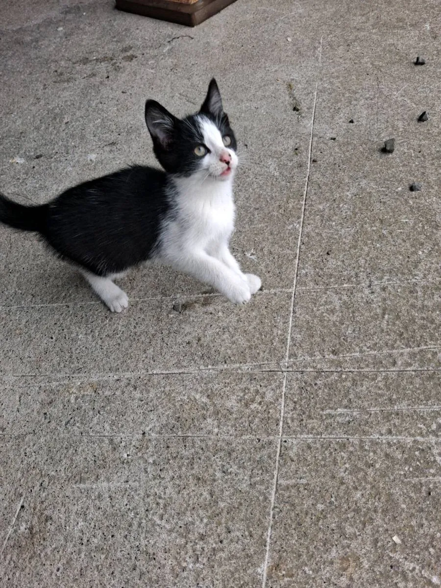 2 kittens - Image 3