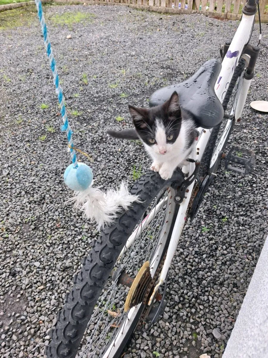 2 kittens - Image 4