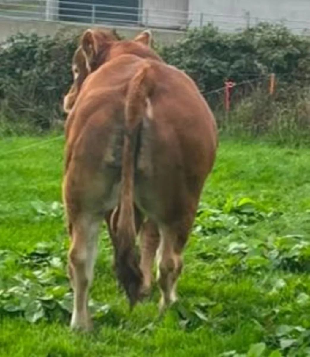 5 star PBR Limousin Bull 4% calving on heifers!! - Image 2