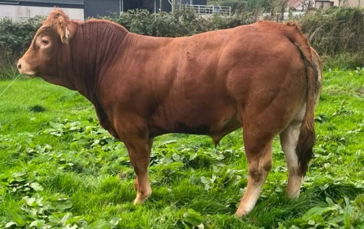 5 star PBR Limousin Bull 4% calving on heifers!! - Image 3