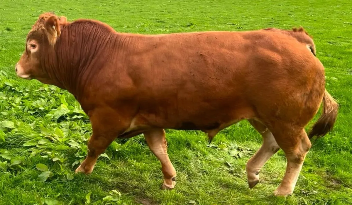 5 star PBR Limousin Bull 4% calving on heifers!! - Image 4