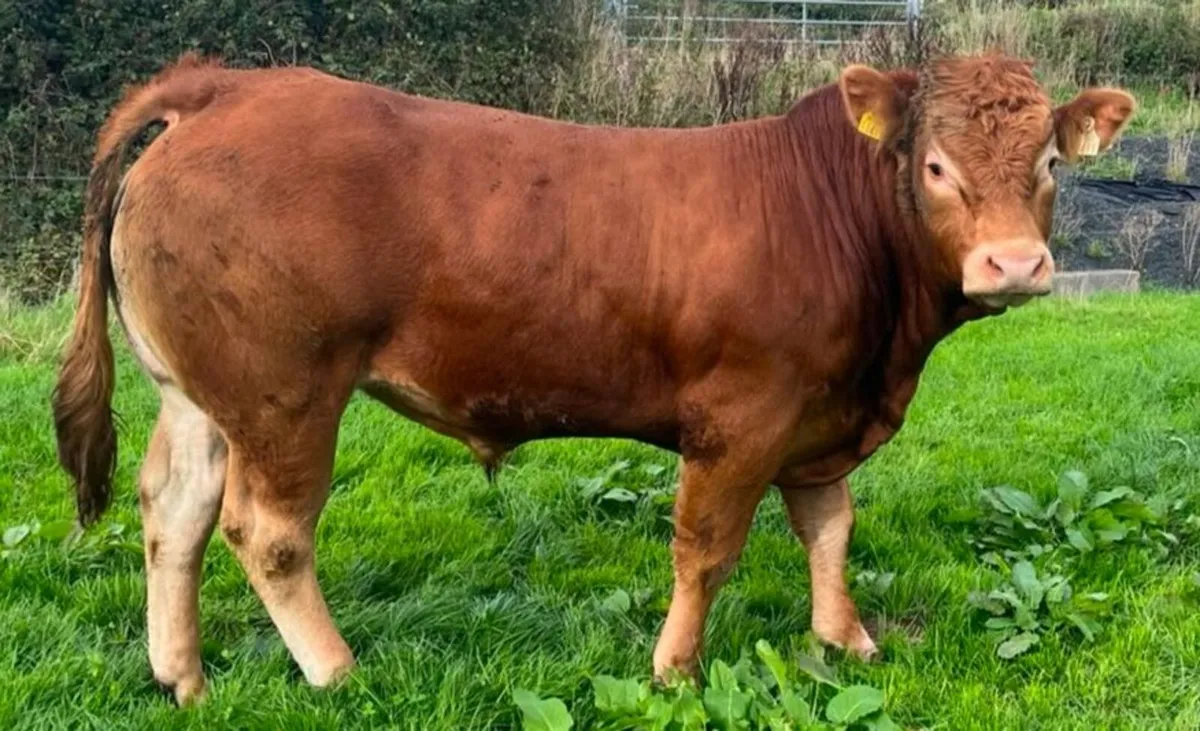 5 star PBR Limousin Bull 4% calving on heifers!! - Image 1