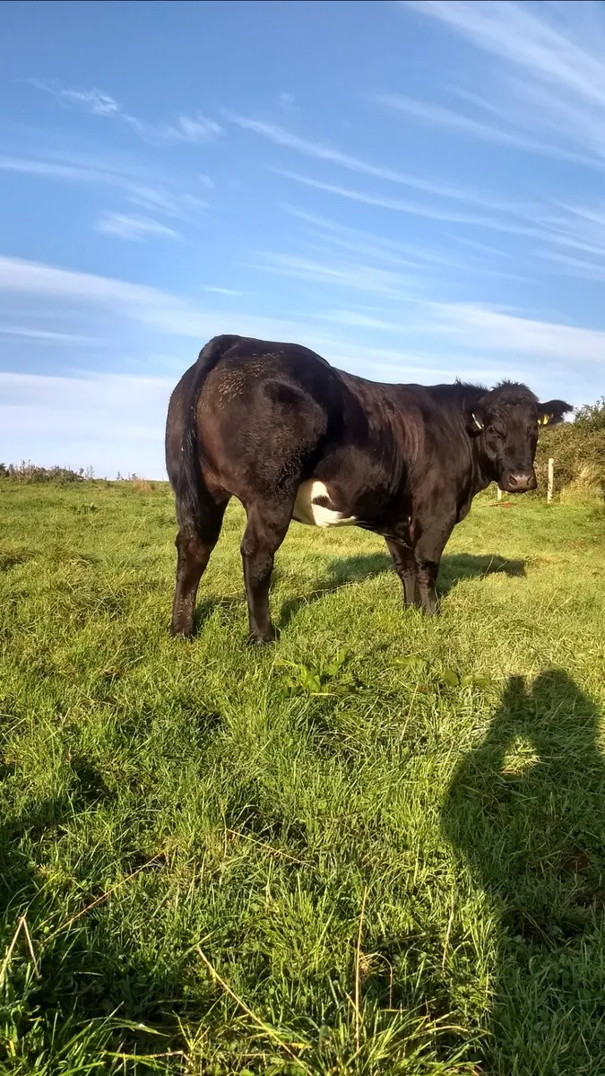 Breeding heifers ballina Mart - Image 3