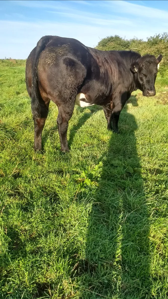 Breeding heifers ballina Mart - Image 4