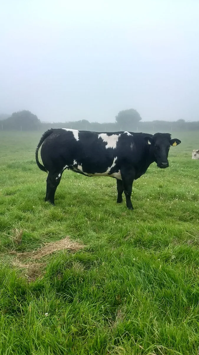 Breeding heifers ballina Mart - Image 1