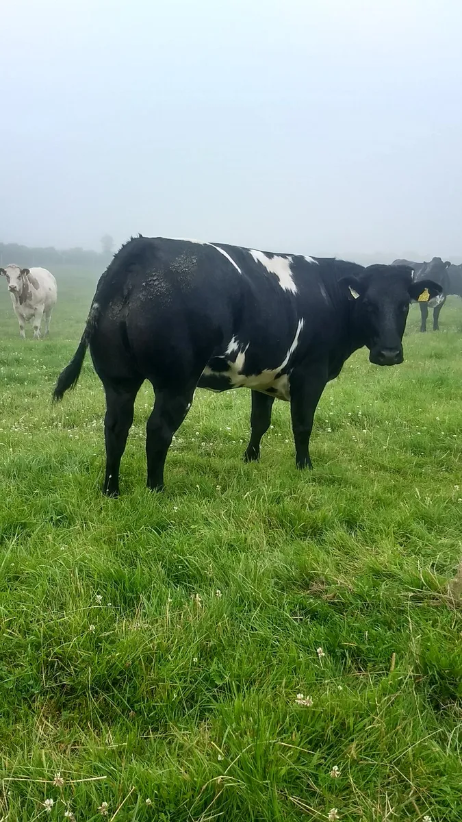 Breeding heifers ballina Mart - Image 2