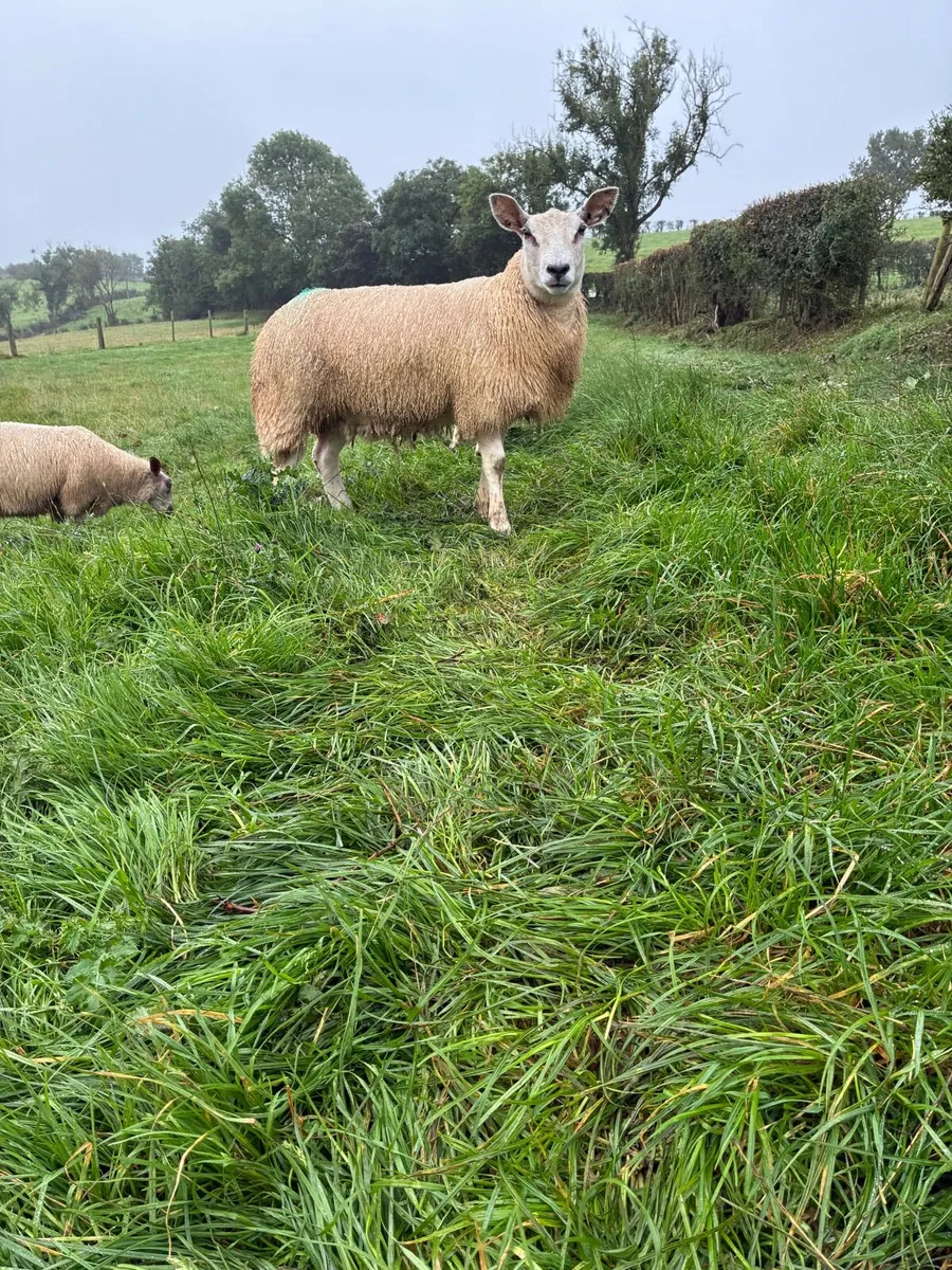 4 Ewe Lambs - Image 1