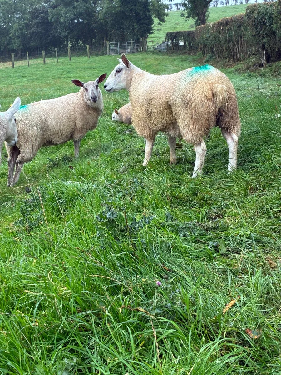 4 Ewe Lambs - Image 2