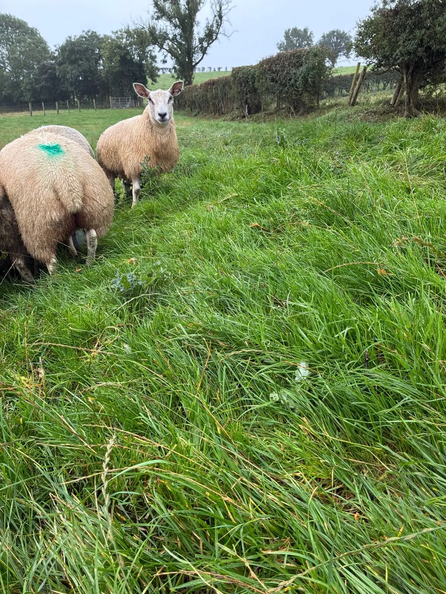 4 Ewe Lambs - Image 3