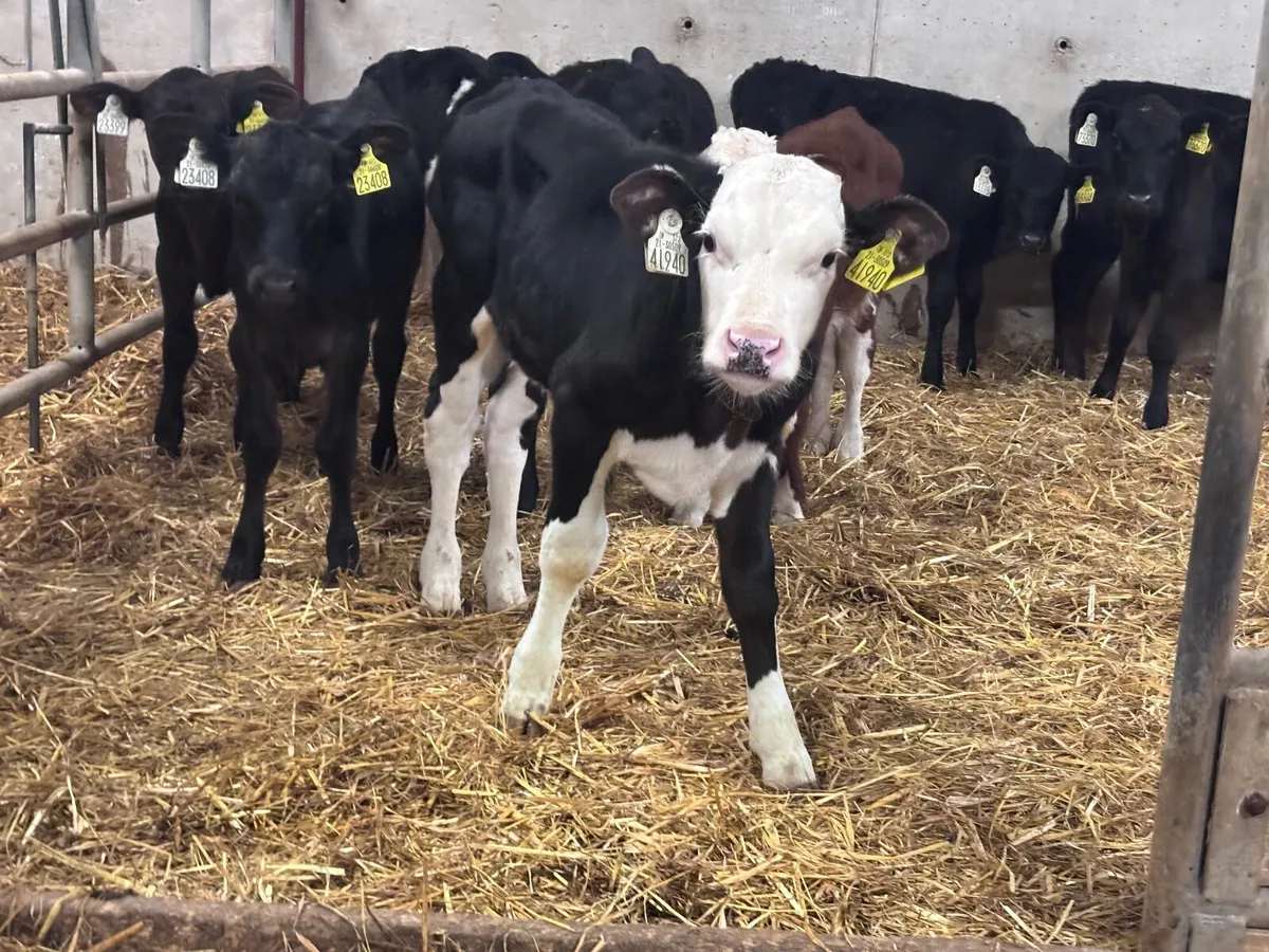 CALVES & RUNNERS WANTED - Image 2