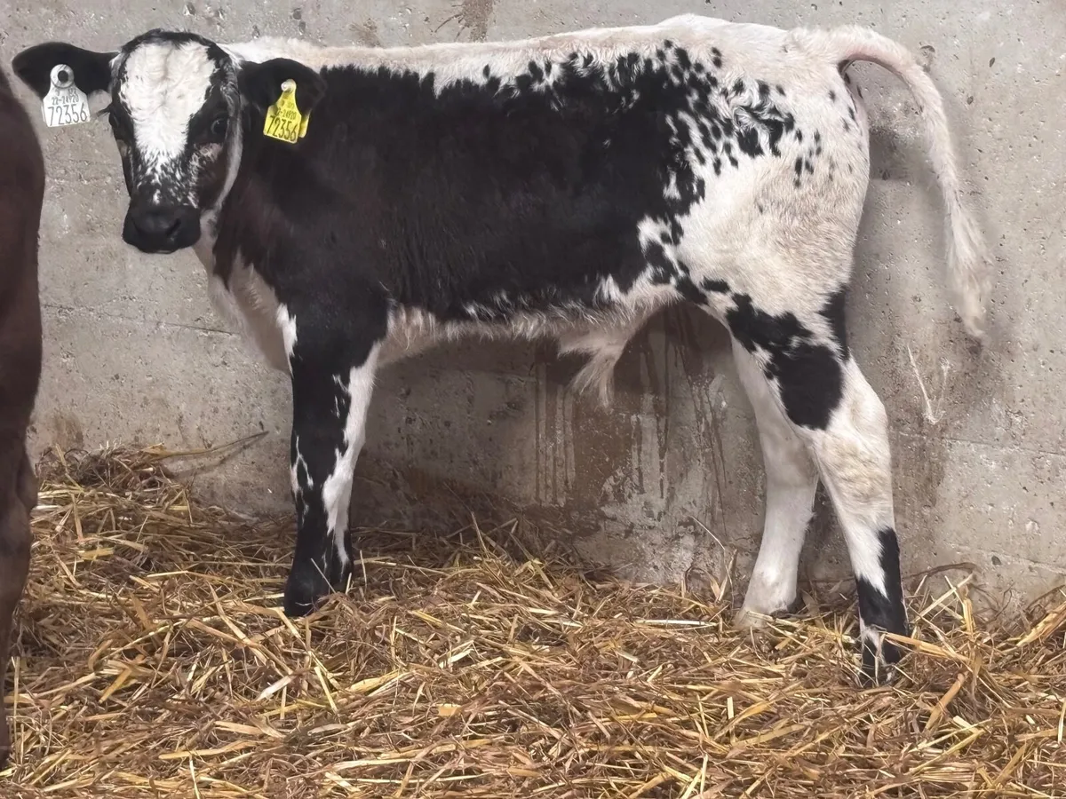 CALVES & RUNNERS WANTED - Image 4