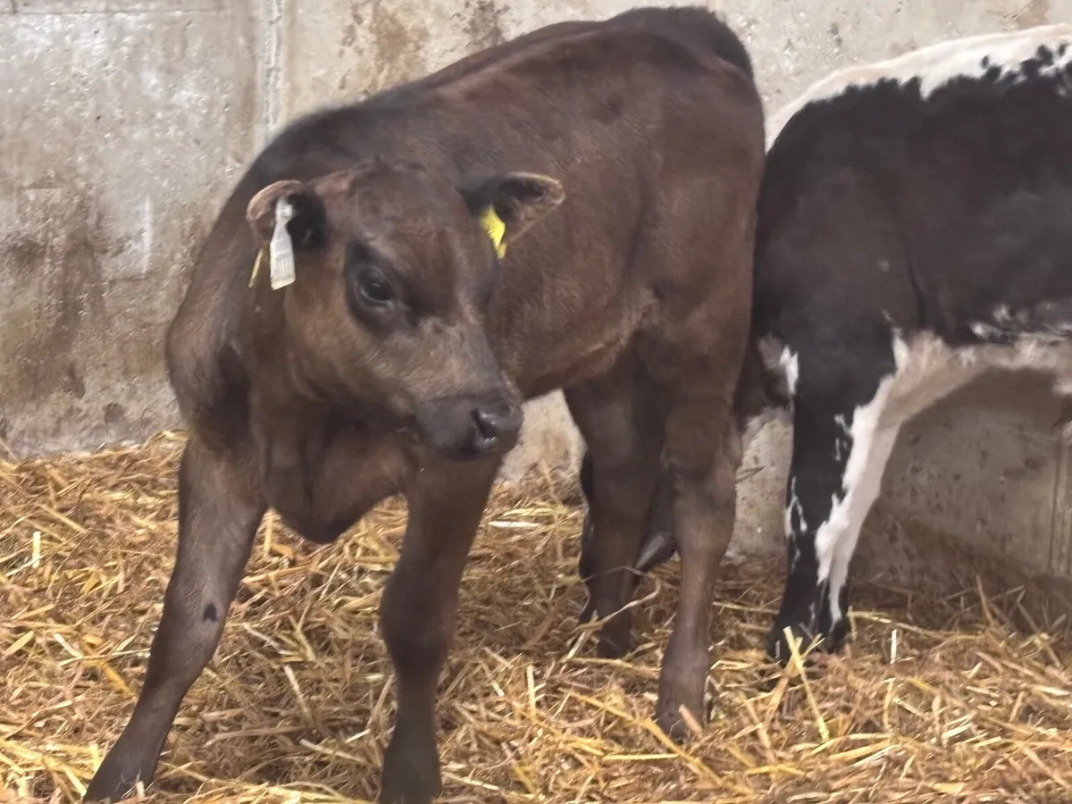 CALVES & RUNNERS WANTED - Image 3