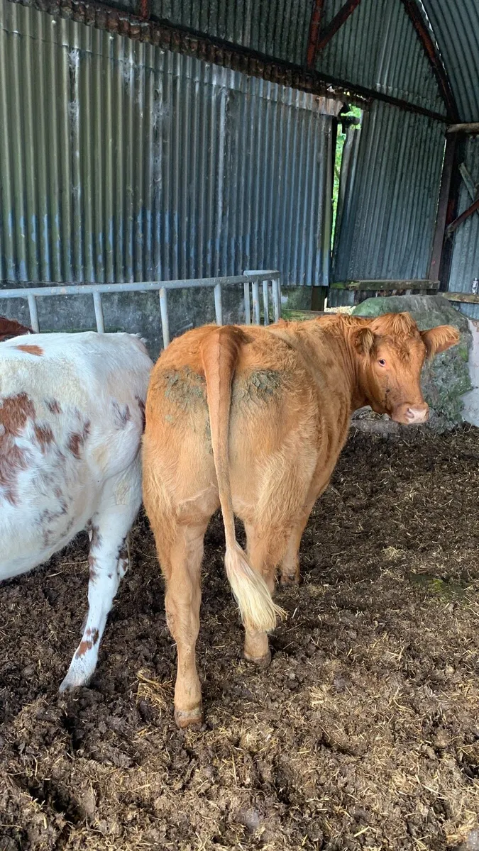 Super 5⭐️ LMX Breeding heifer for sale - Image 1