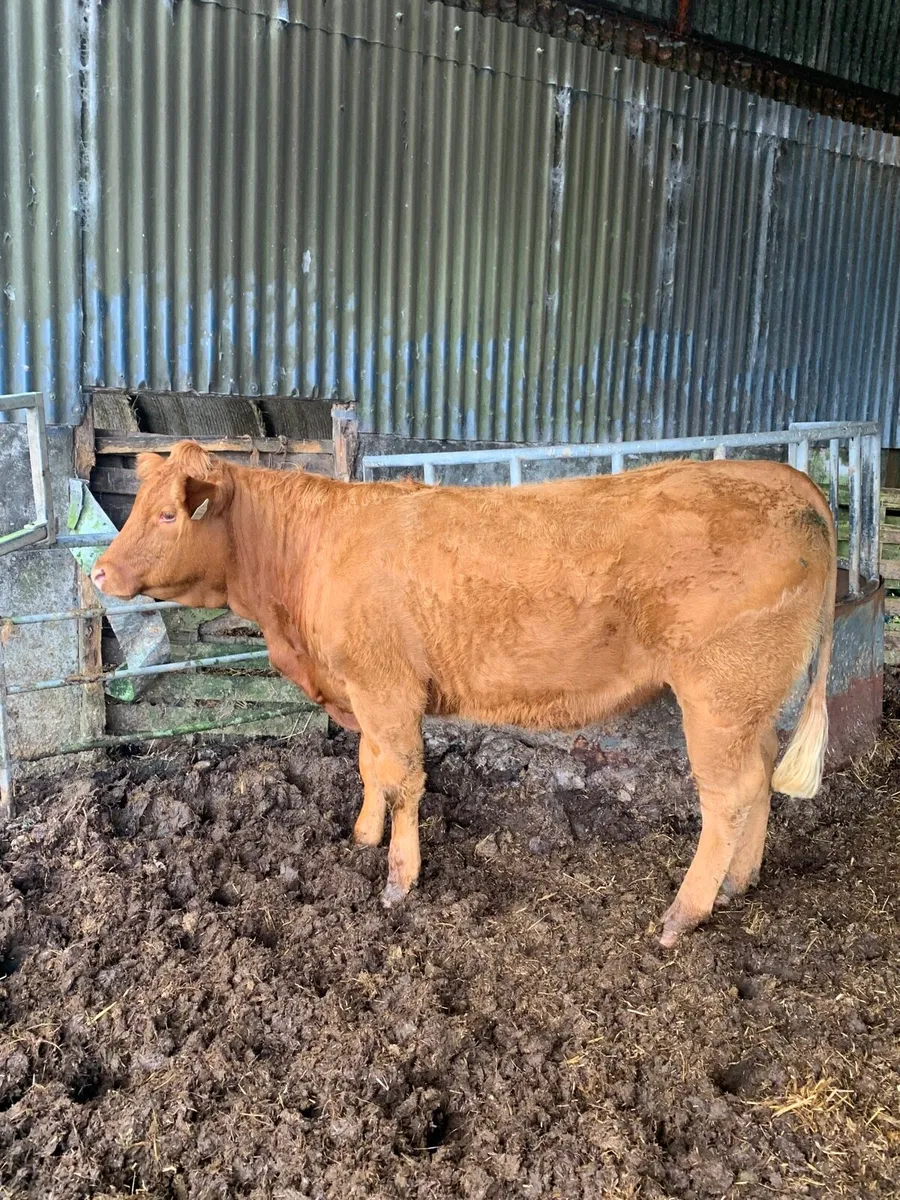 Super 5⭐️ LMX Breeding heifer for sale - Image 3