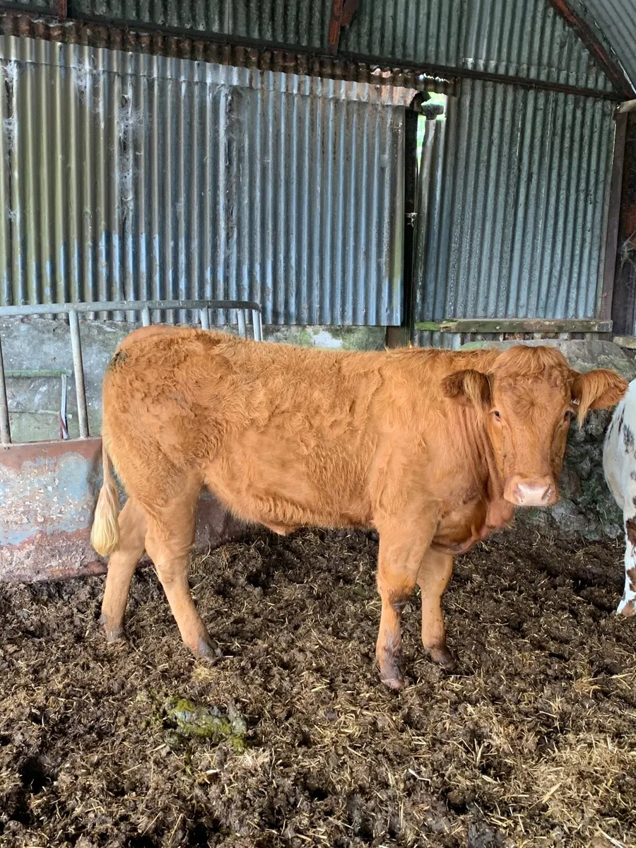 Super 5⭐️ LMX Breeding heifer for sale - Image 2