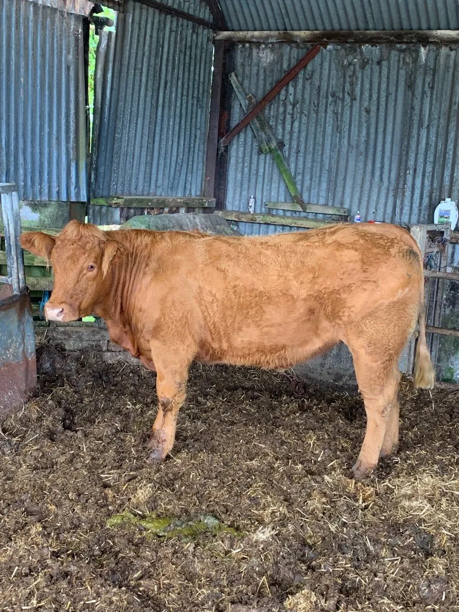 Super 5⭐️ LMX Breeding heifer for sale - Image 4