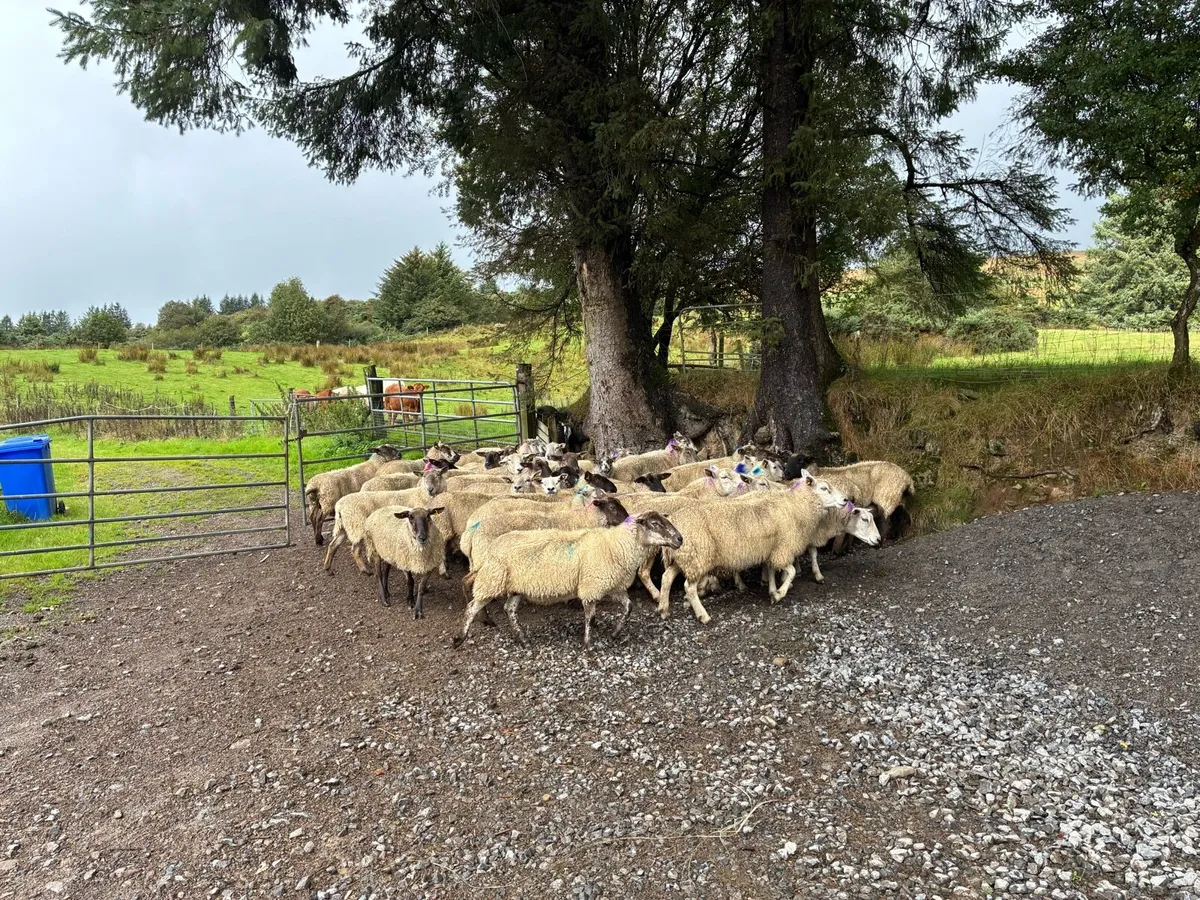 38 Ewes - Image 2