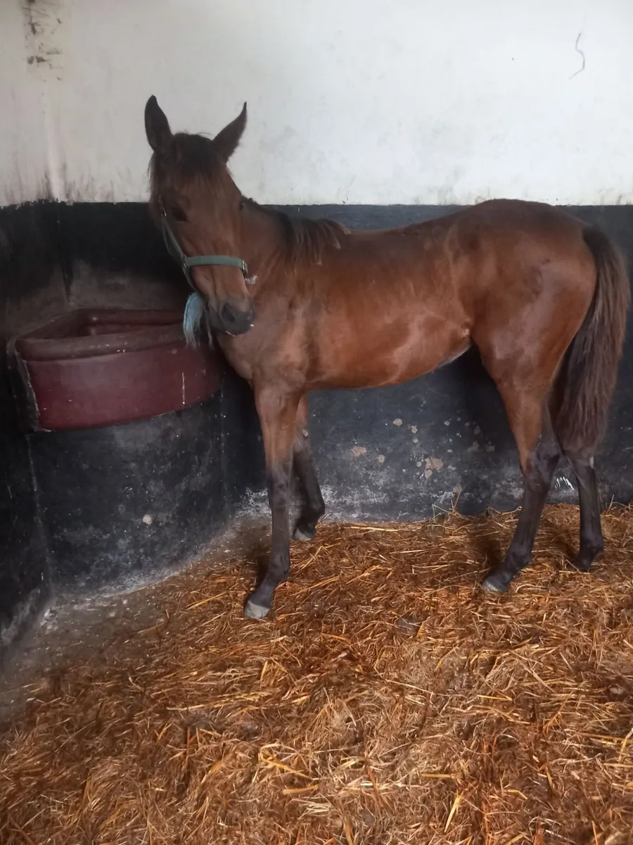 exceptional, goodlooking filly foal T.B. - Image 1